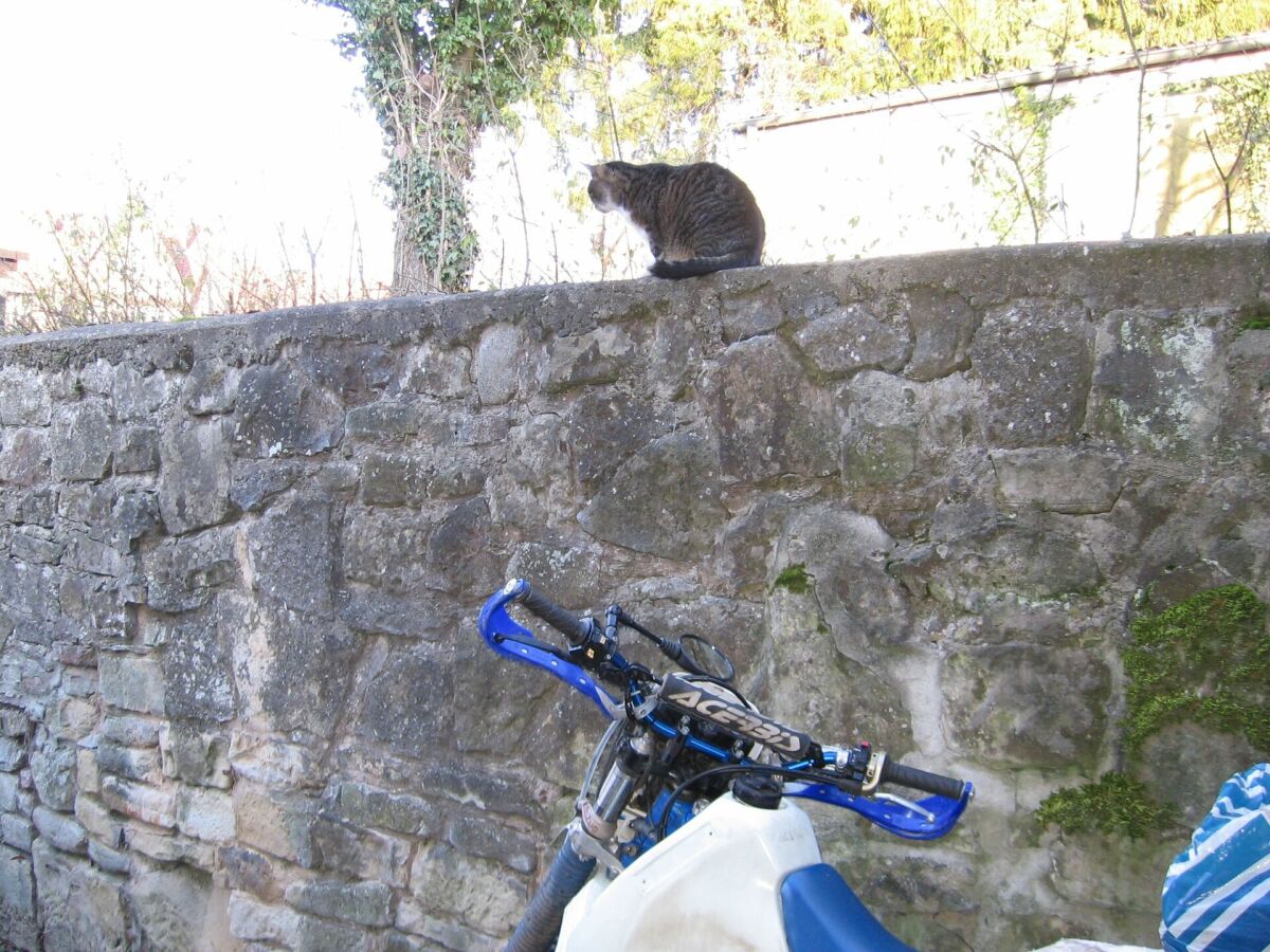 Unser Tiger wacht über die Kleine DRecksau