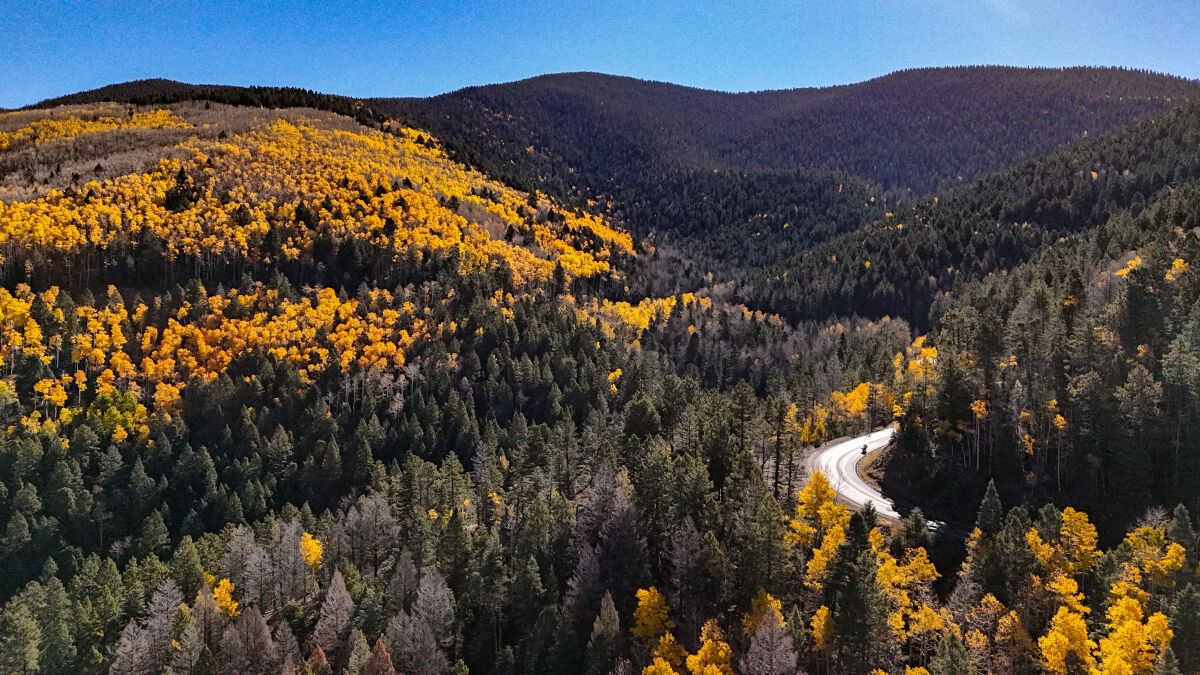 Farbenspiel im State Park – die riesigen Wälder entlang der Route sind eine willkommene Abwechslung. Mancherorts kündigt sich schon der prächtige Indian Summer an
