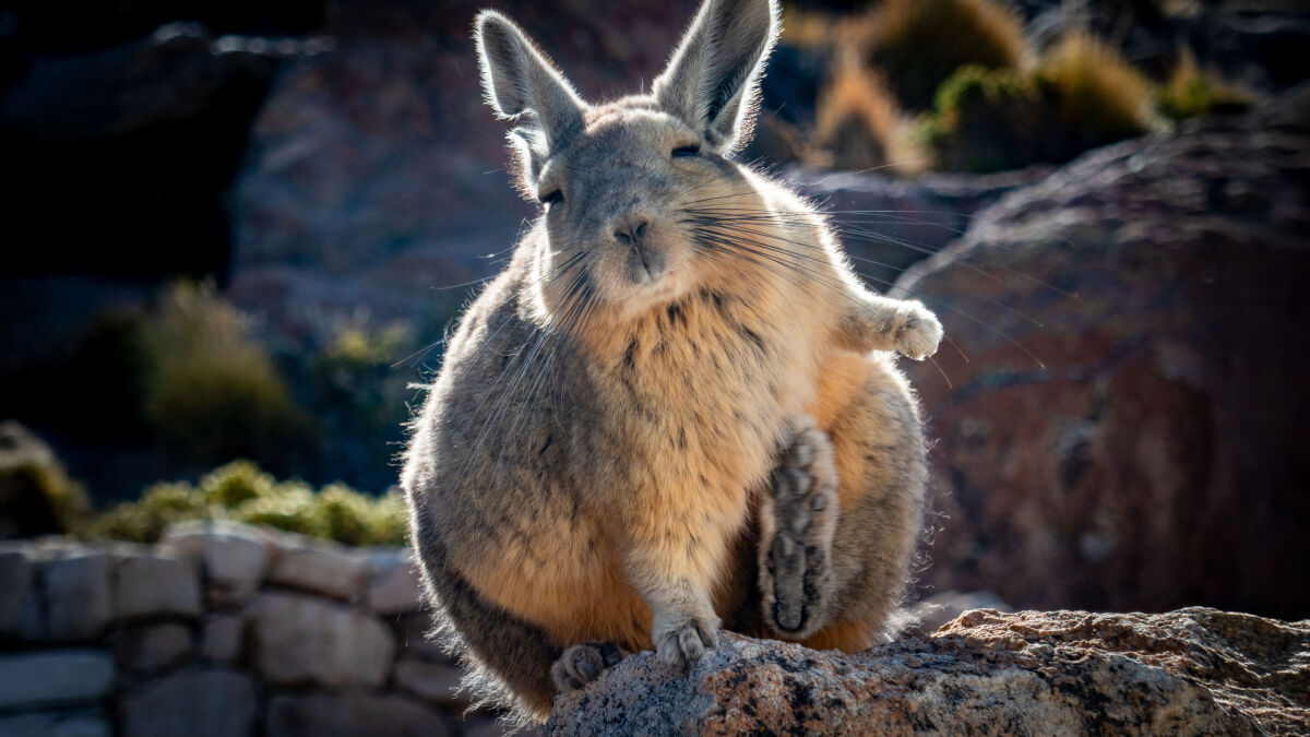 Viscachas sind Verwandte der Chinchillas. Die süßen Nager haben Ähnlichkeit mit Kaninchen und sind genauso interessiert an uns wie andersrum
