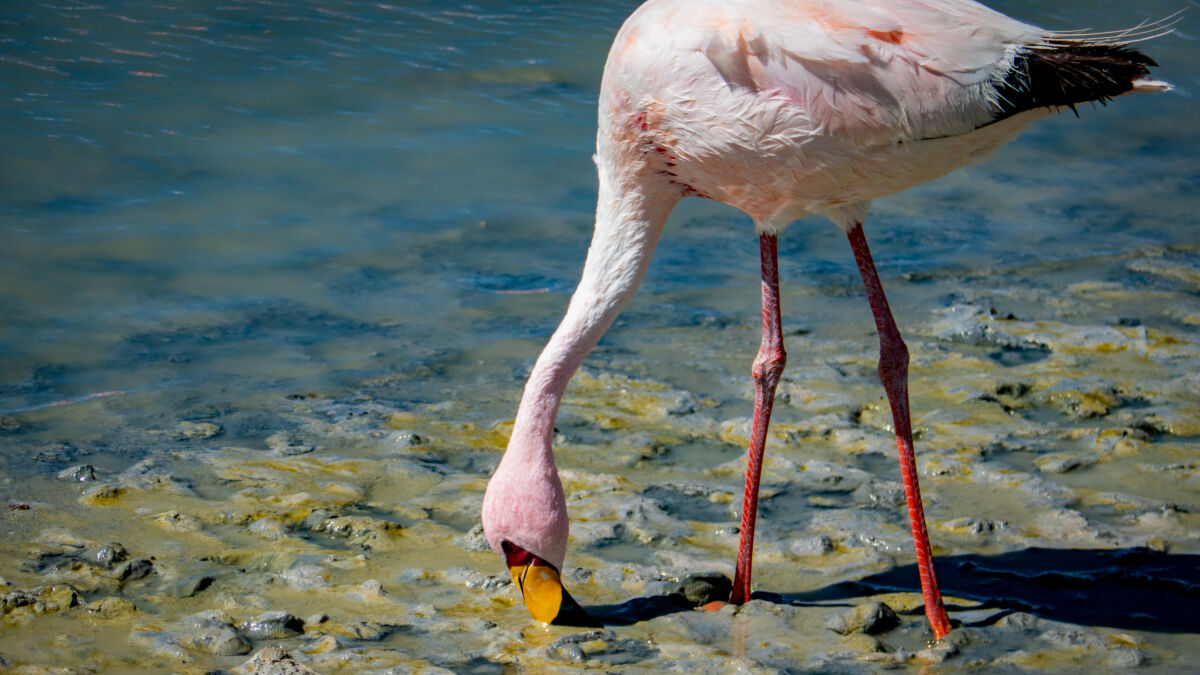 Überall hier oben in der kalten und windigen Hochebene fühlen sich die Flamingos pudelwohl