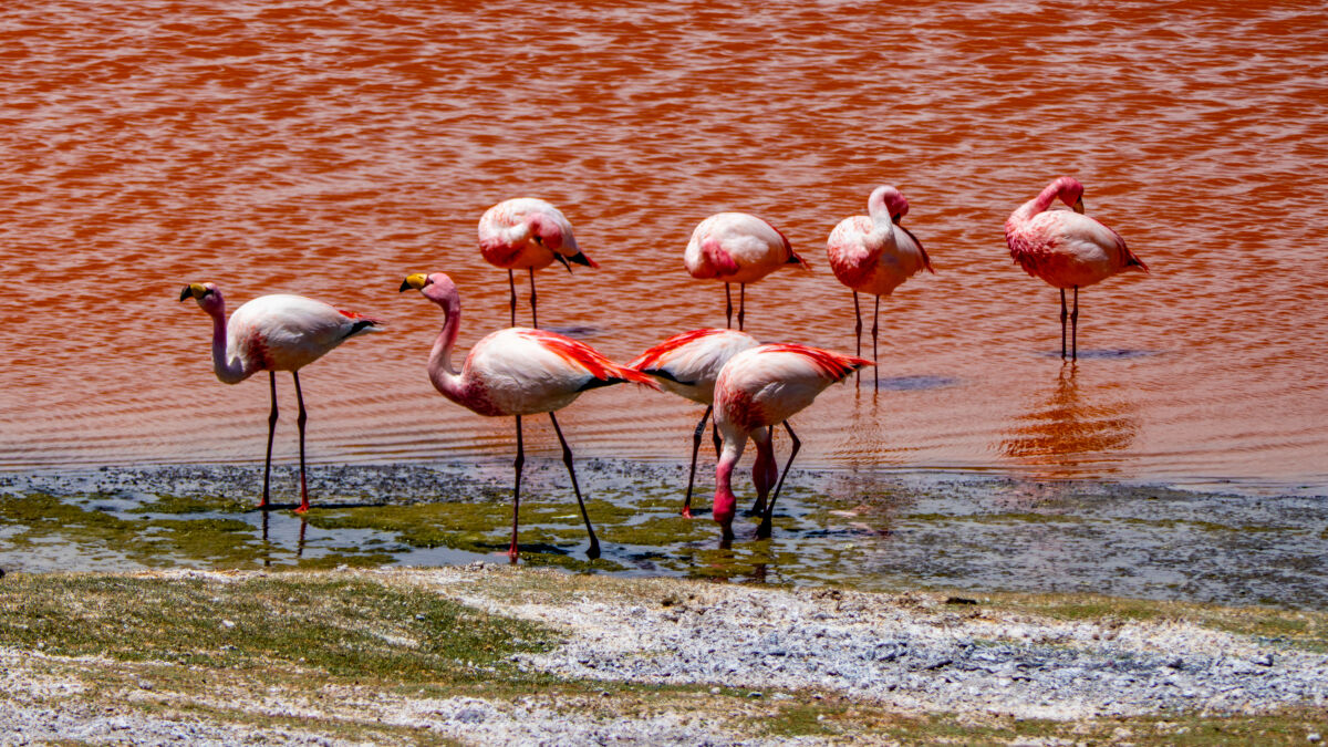 Zigtausende Flamingos finden in den unzähligen Lagunen hier oben ihre eigene ökologische Nische und vermehren sich ohne Feinde munter immer weiter