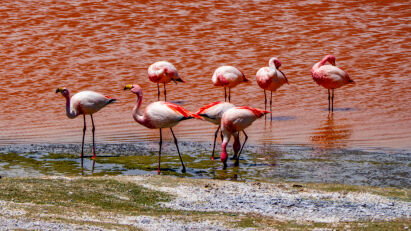 Flamingos