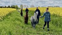 Ferienwohnung Mecklenburg-Vorpommern – Alpaka Idylle
